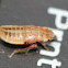Tan larval leafhoppper