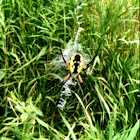 Garden spider (female)
