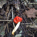 Red Pouch Fungus