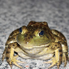 American Bullfrog