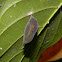 chrysalis