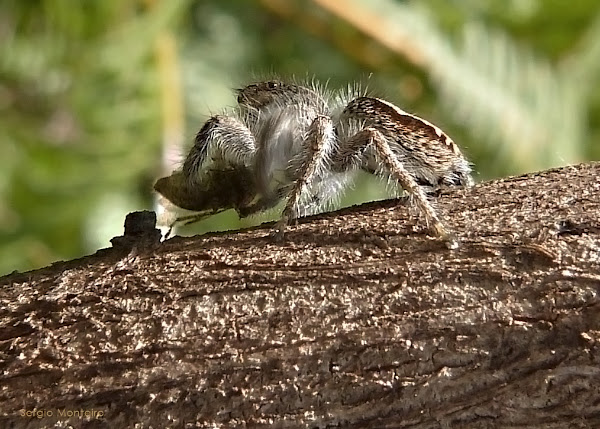 Jumping spider | Project Noah