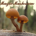 Magical Mushrooms