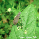 Blister Beetle