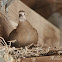 Eurasian-collared Dove