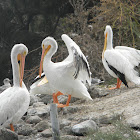 pelícano blanco americano - american white pelican