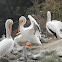 pelícano blanco americano - american white pelican