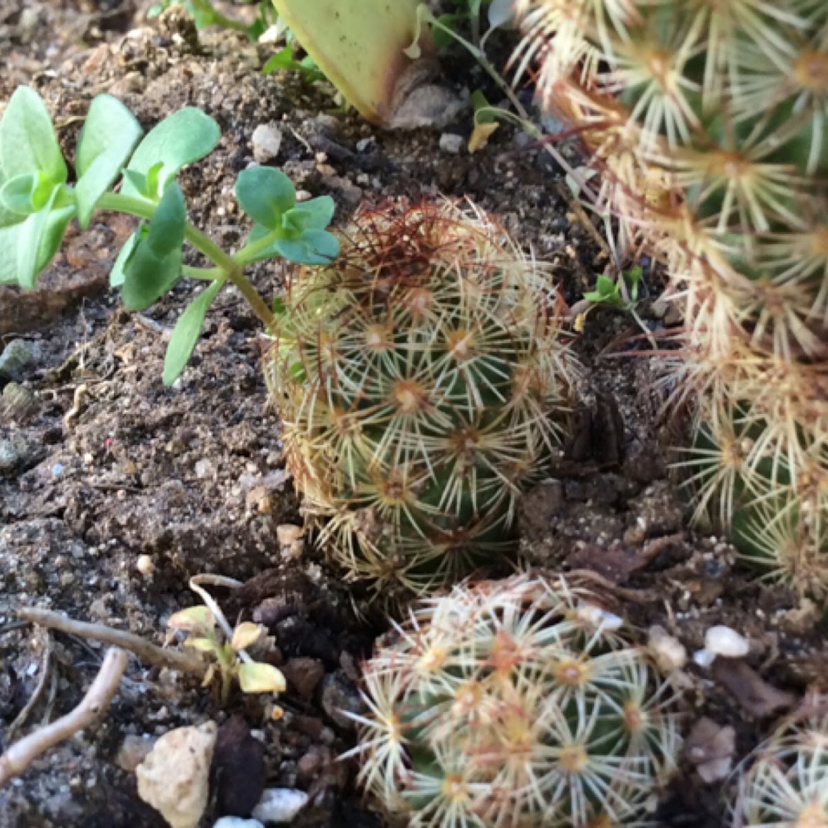 Weed growing on cactus