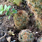 Weed growing on cactus
