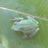 Grey tree frog