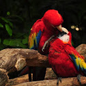 Captive Scarlet Macaw