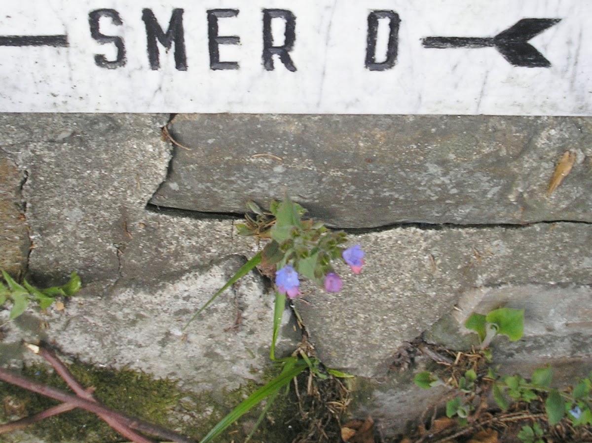 Lungwort  in lapidem