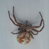 Pumpkin Crab Spider