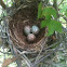 Mocking bird nest