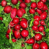 European Radish