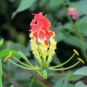Flame lily/Glory lily