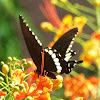 Common Mormon