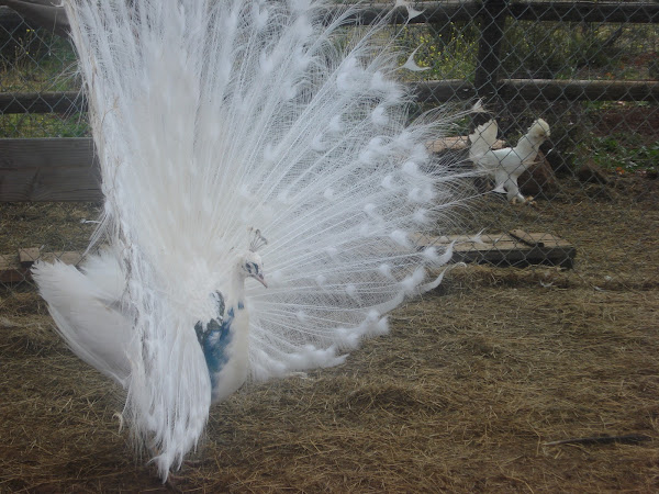 Albino Peacock, Pekin Duck, White Rabbit | Project Noah