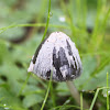 Western Australian Magpie Fungus