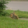 Fox squirrel