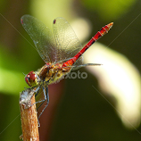 Just resting by Laura Payne -  