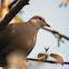 Eurasian Collared Dove