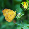 Yellow orange tip butterfly