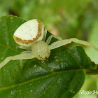 Crab spider