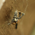 Fringed Jumping spider