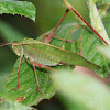 Bush katydid (female)