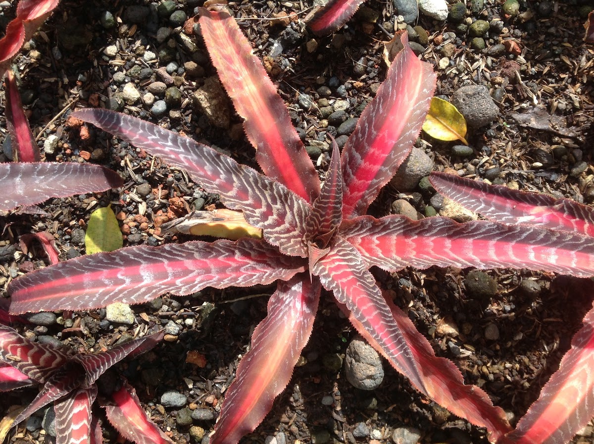 Cryptanthus