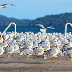 Boettcher Park, Polson, MT by Tiecha Broussard - City,  Street & Park City Parks