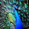 Indian or Blue Peafowl ♂