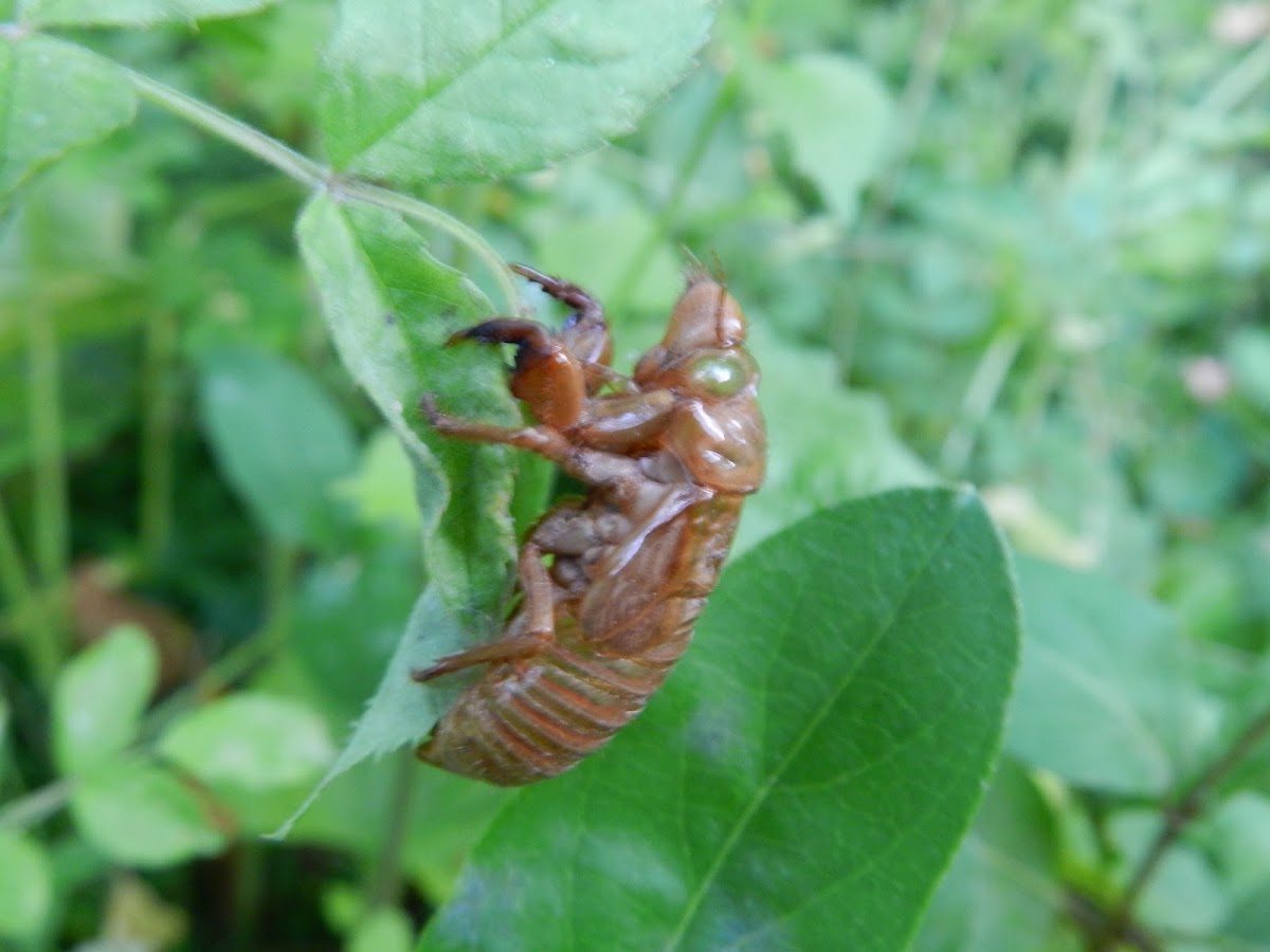17 Year Cicada discarded skin