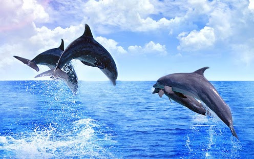 download Dolphin Wallpaper free