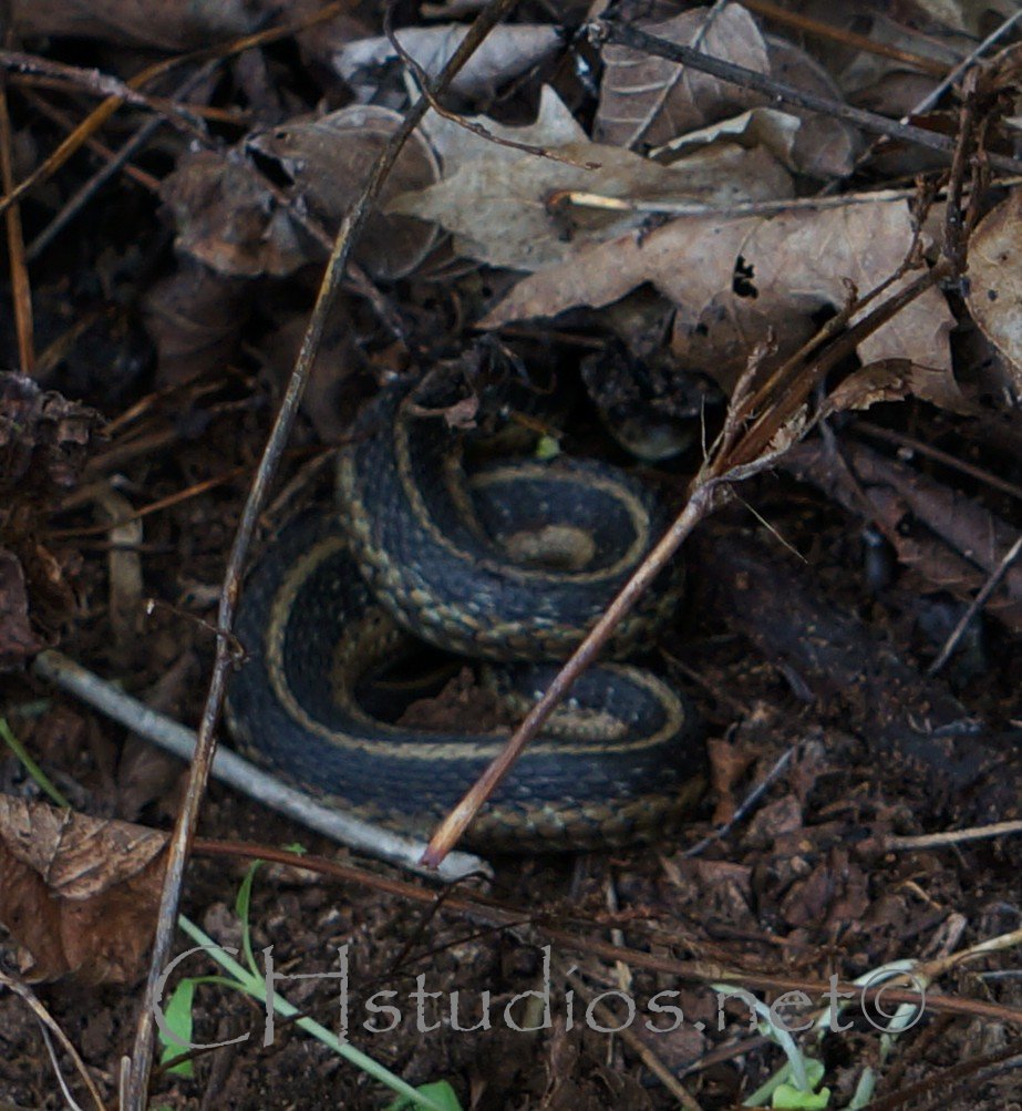 Eastern Garter snake