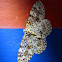 Geometrid Moth