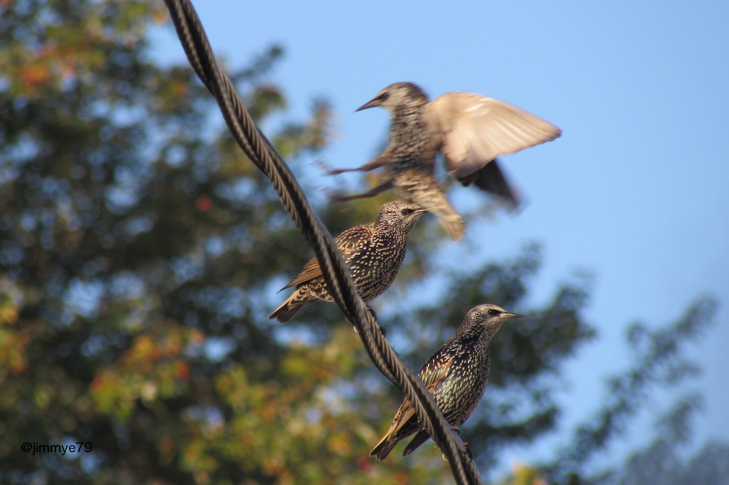 European Starling/Common Starling