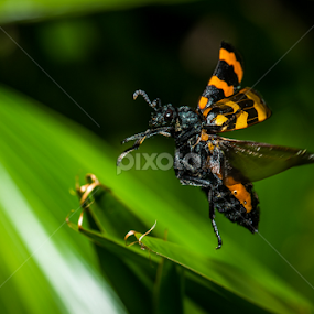 Bangladesh Beetle by Scott Trageser - Animals Insects & Spiders
