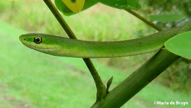 Rough green snake