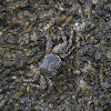 Spotted Marine Crab
