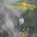 white crowned sparrow