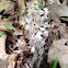 Indian Pipe