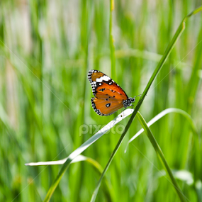 by Ejaz Ahmed - Animals Other