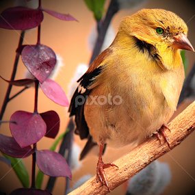 American Gold Finch by Paul Mays - Animals Birds