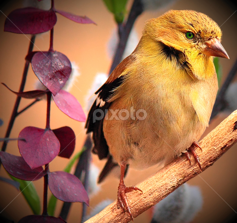 American Gold Finch by Paul Mays - Animals Birds