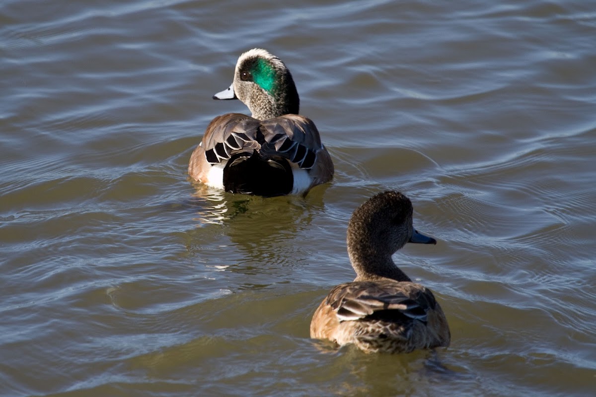 American Wigeon