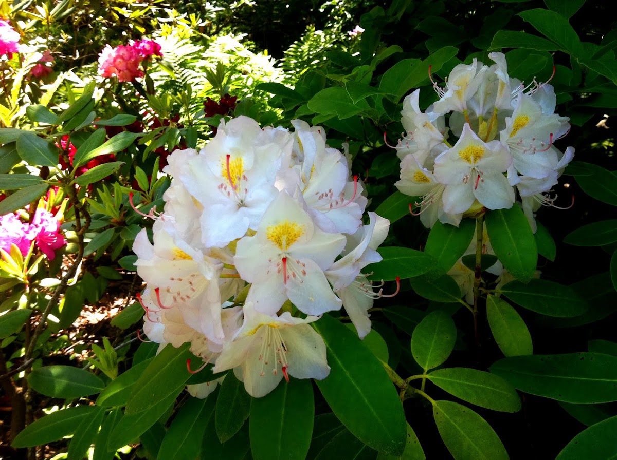 Rhododendron: White