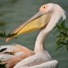 Greater White Pelican