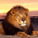 Wild  Animal -Free logo